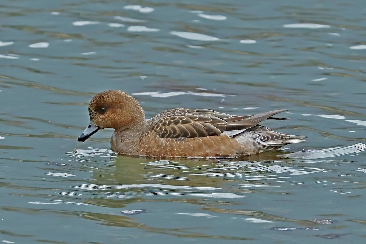 Eurasian Wigeon - ML620524567