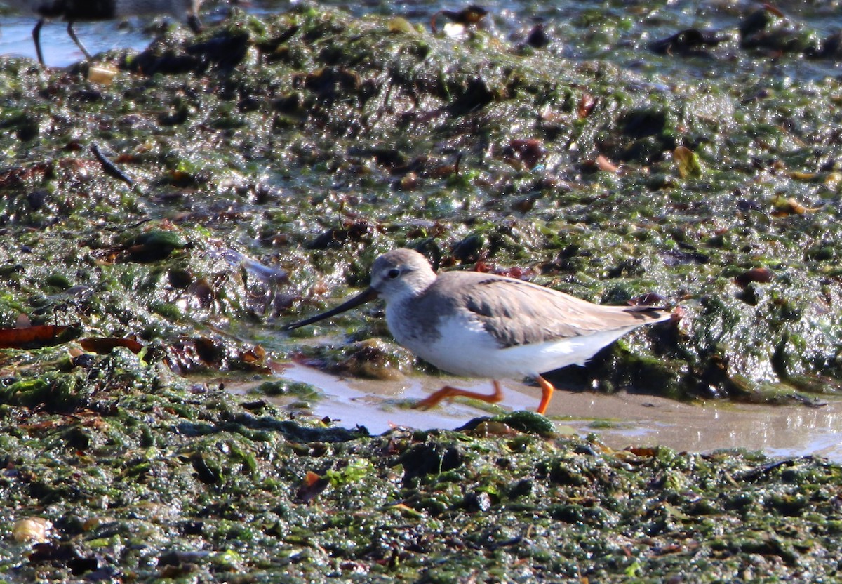 Terek Sandpiper - ML620524577