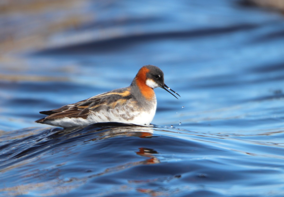 Phalarope à bec étroit - ML620524587