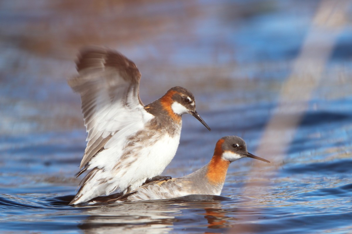 Phalarope à bec étroit - ML620524589