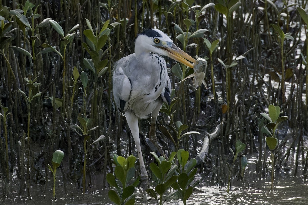 Gray Heron - ML620524596