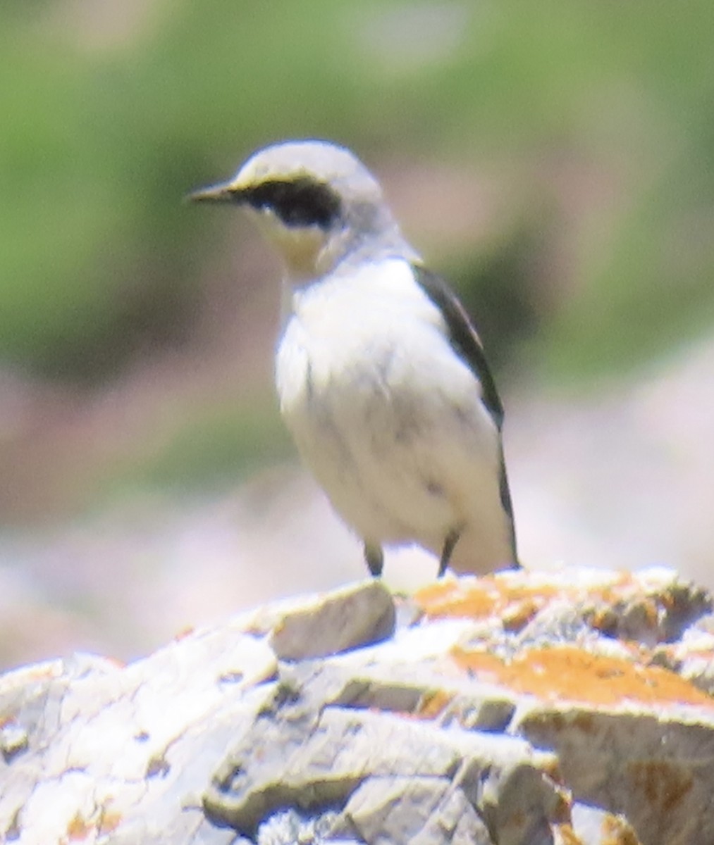 Northern Wheatear (Eurasian) - ML620524604