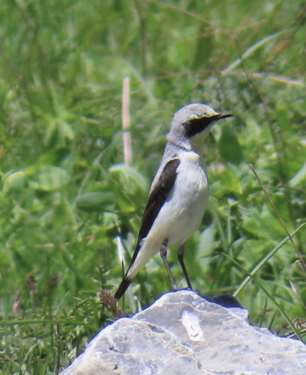 bělořit šedý (ssp. oenanthe/libanotica) - ML620524605