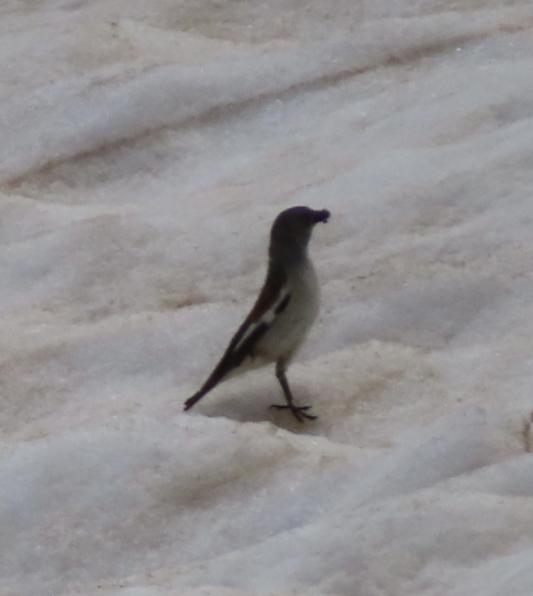 White-winged Snowfinch - ML620524607