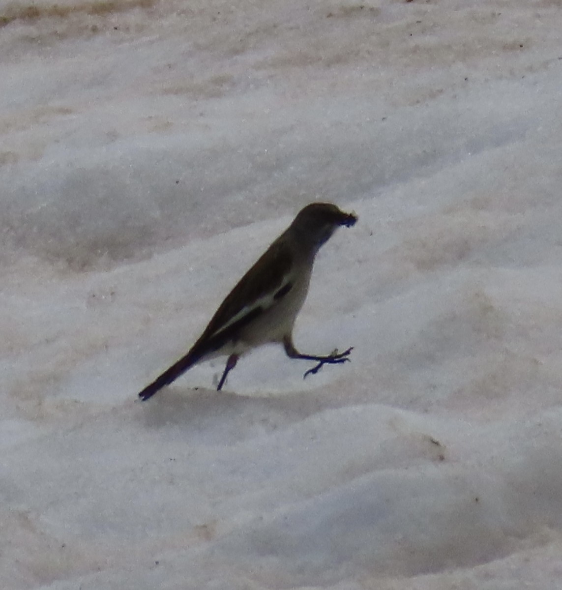 White-winged Snowfinch - ML620524608