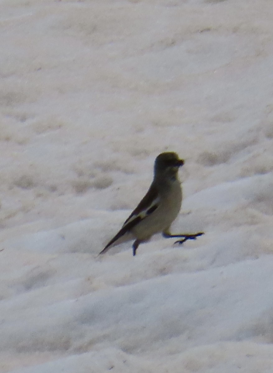 White-winged Snowfinch - ML620524609