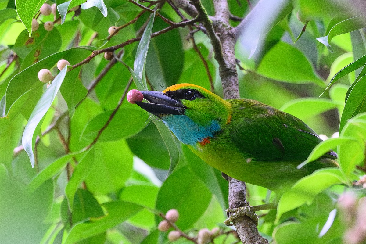 Yellow-crowned Barbet - ML620524617