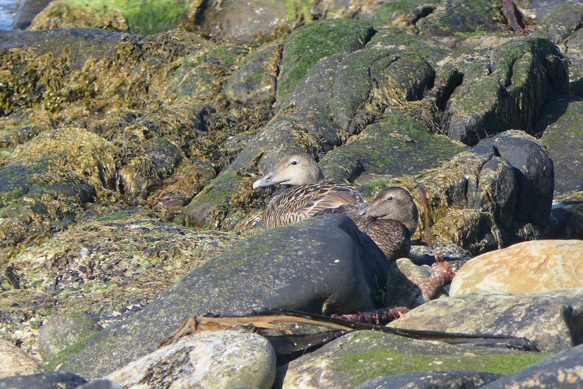 Common Eider - ML620524618