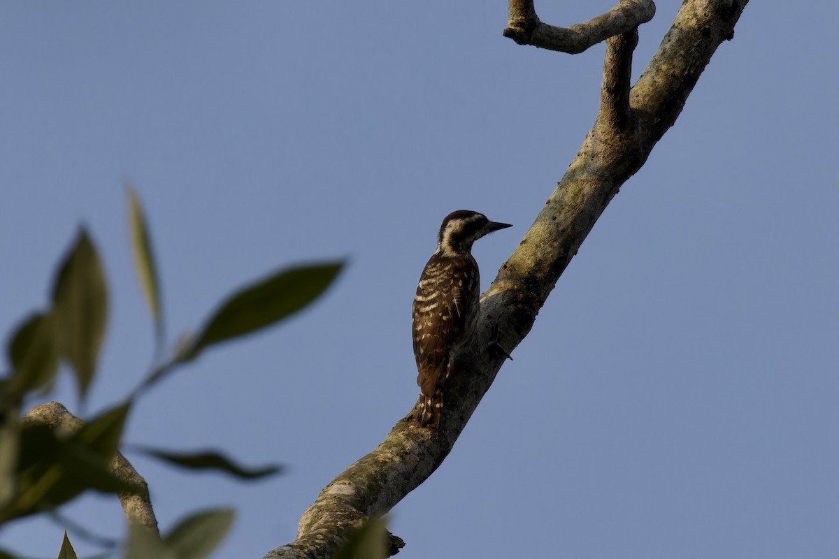 Gray-capped Pygmy Woodpecker - ML620524619