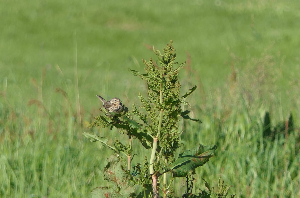 Meadow Pipit - Mick Mellor