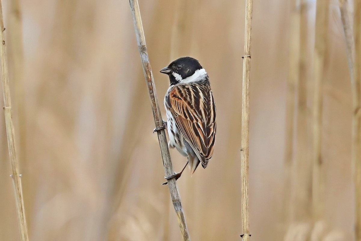 Reed Bunting - ML620524625