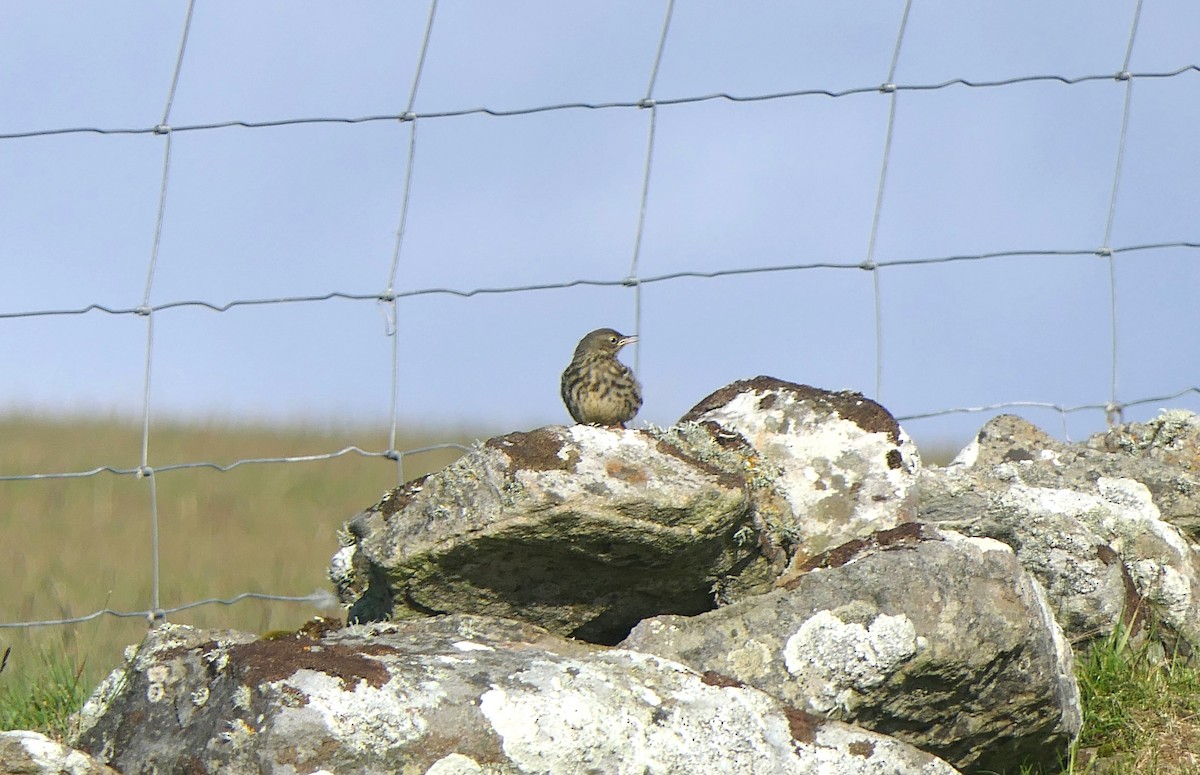 Rock Pipit - ML620524626