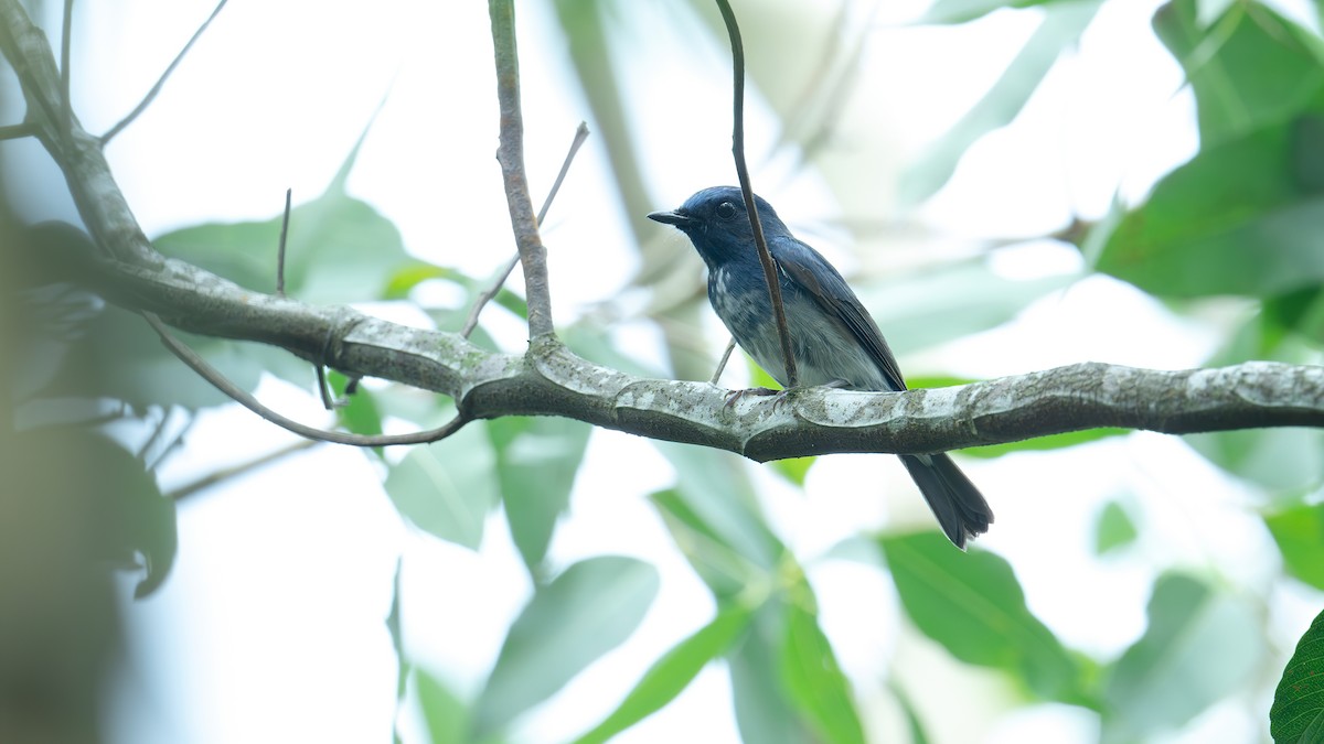 Hainan Blue Flycatcher - ML620524627