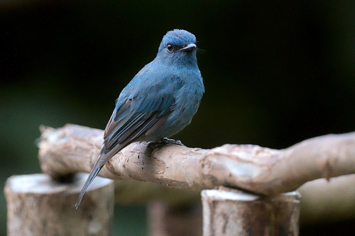 Nilgiri Flycatcher - ML620524635