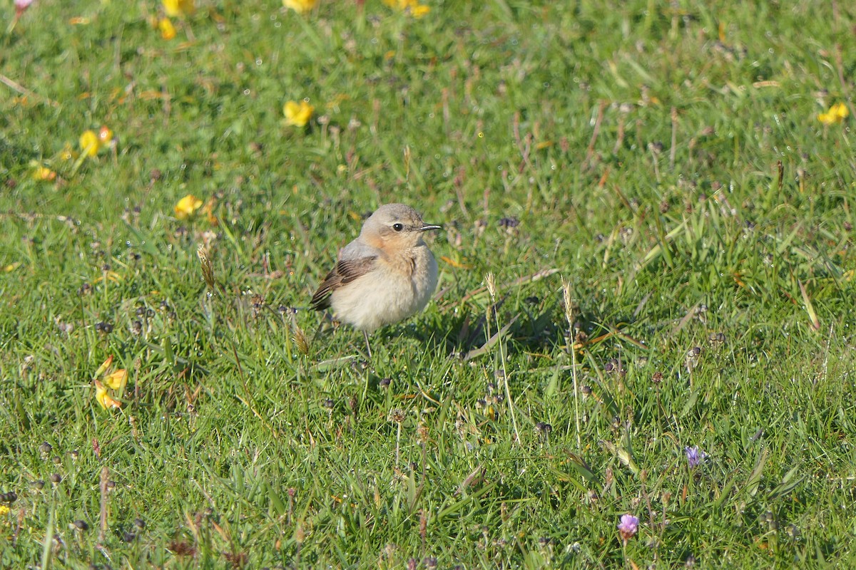 Northern Wheatear - ML620524638