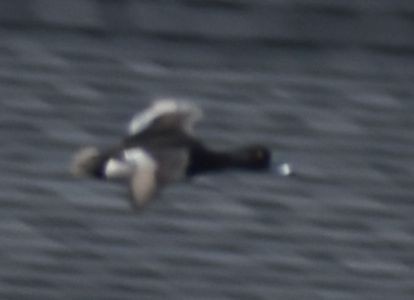 Ring-necked Duck - ML620524640