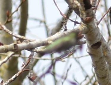 Anna's Hummingbird - ML620524643