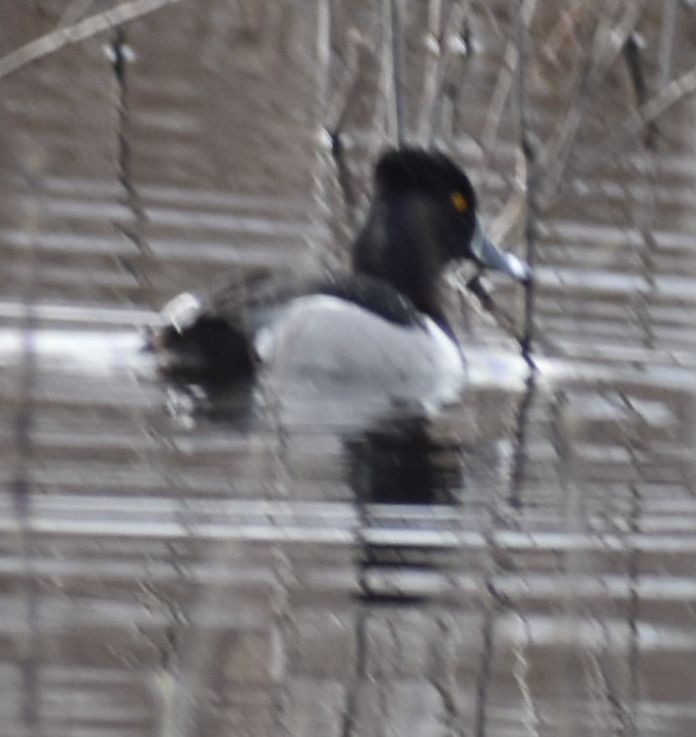 Ring-necked Duck - ML620524646