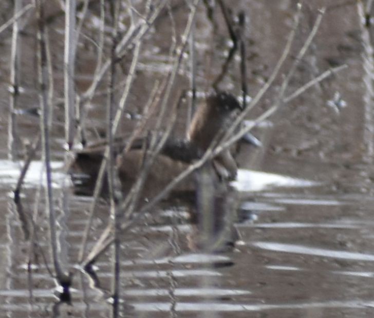 Ring-necked Duck - ML620524647