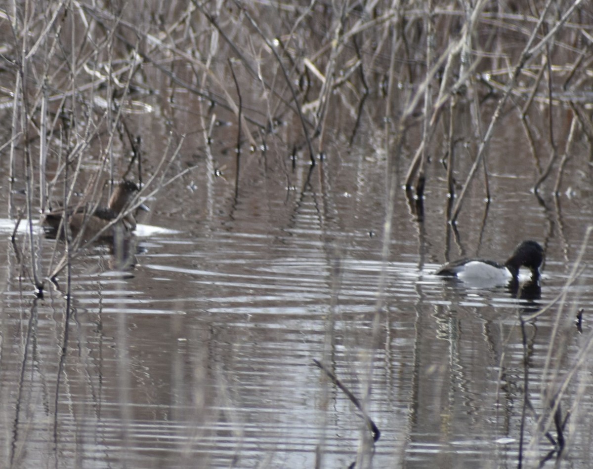 Ring-necked Duck - ML620524648