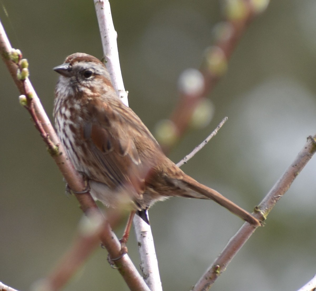 Song Sparrow - ML620524651