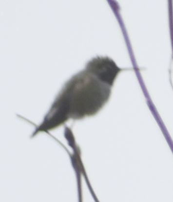 Anna's Hummingbird - ML620524656