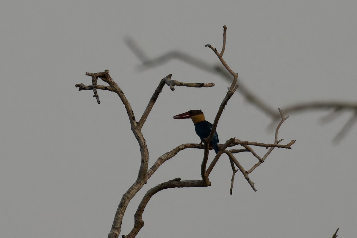Stork-billed Kingfisher - ML620524659