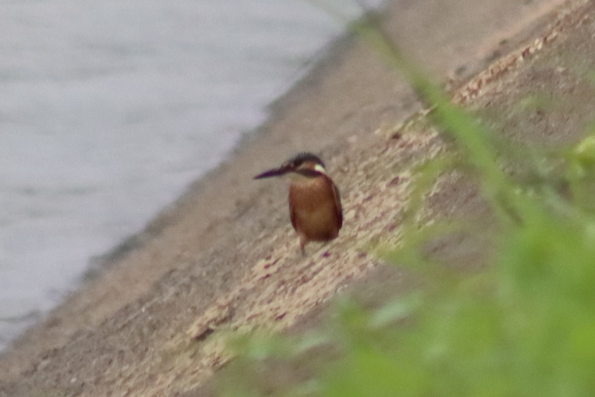 Common Kingfisher - ML620524668