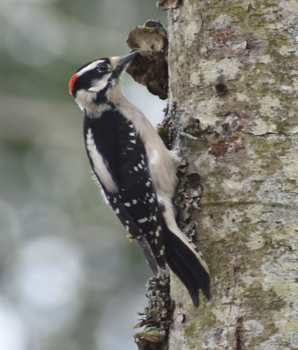 Downy Woodpecker - ML620524669