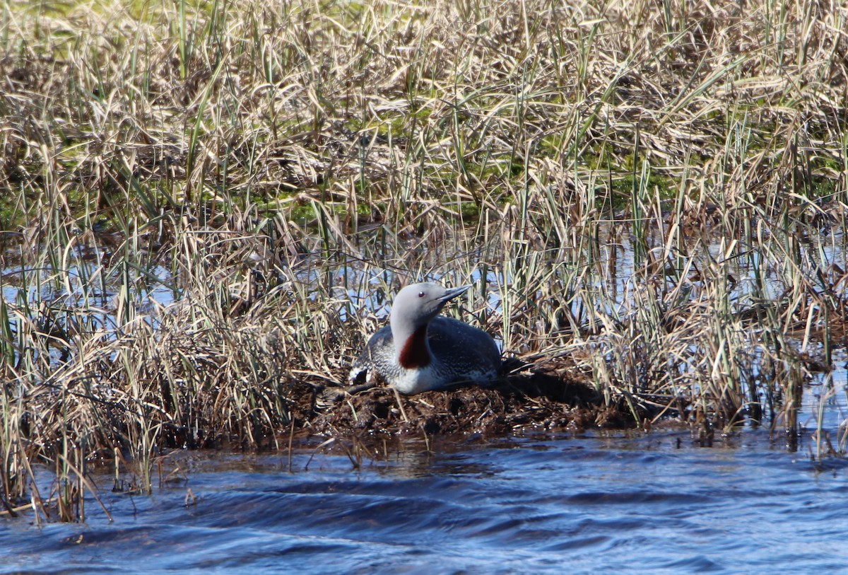 Red-throated Loon - ML620524671