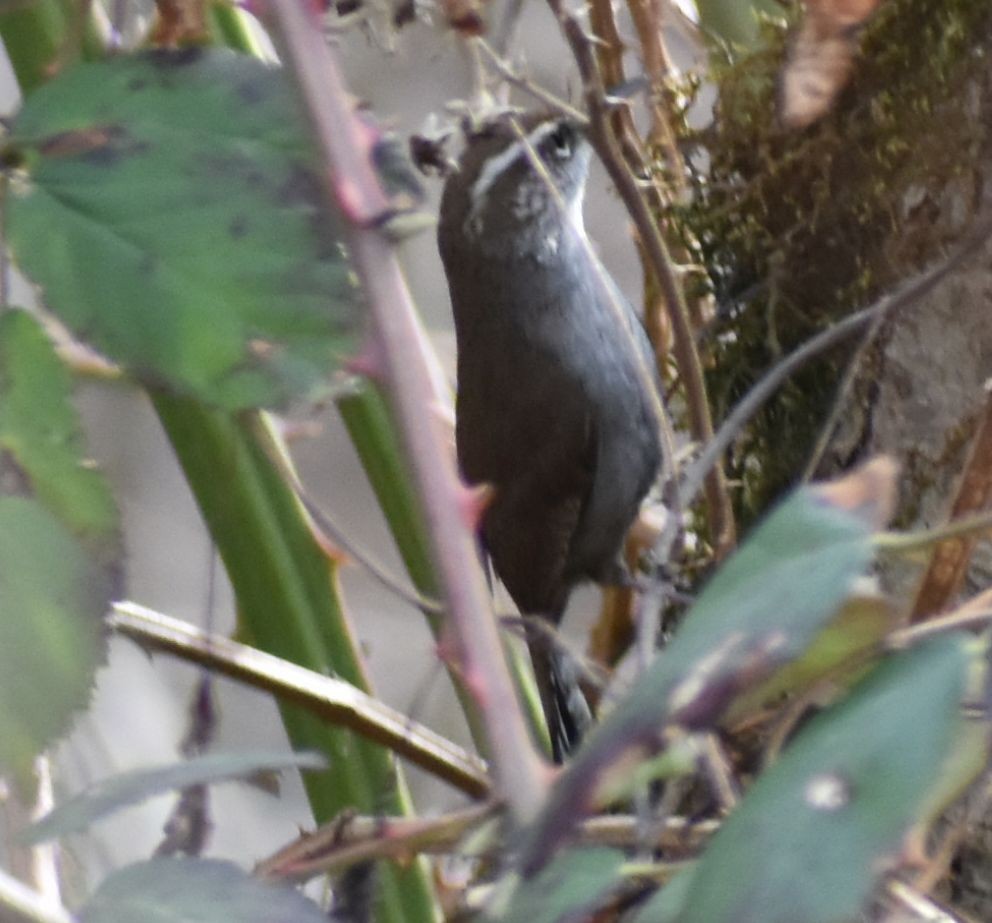 Bewick's Wren - ML620524672