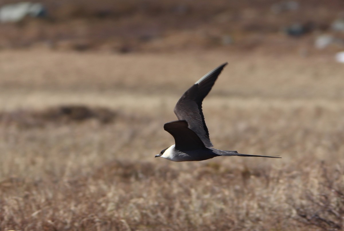 Long-tailed Jaeger - ML620524673