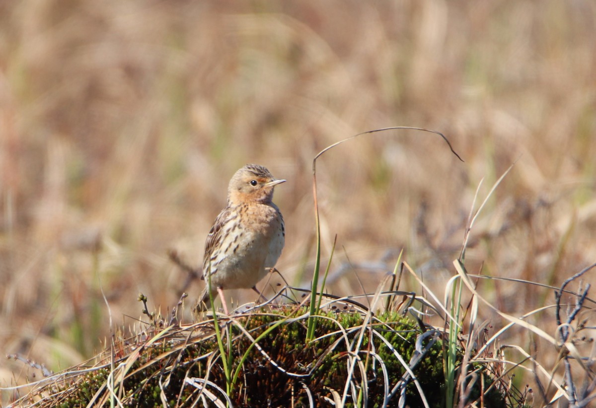 Red-throated Pipit - ML620524674