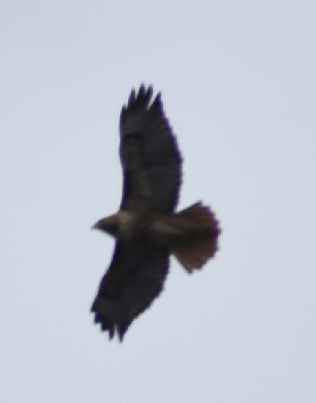 Red-tailed Hawk - ML620524675