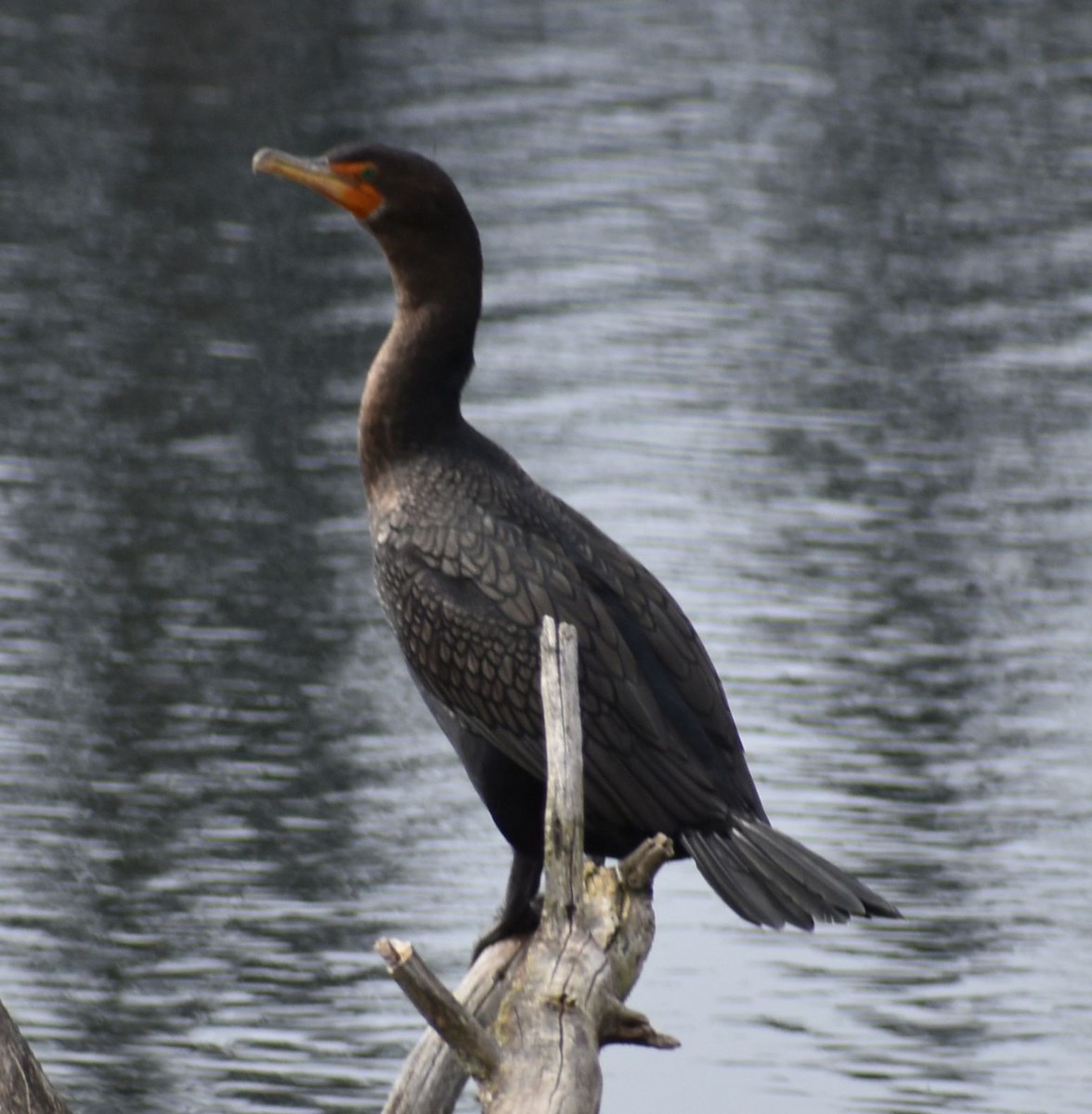 Double-crested Cormorant - ML620524677