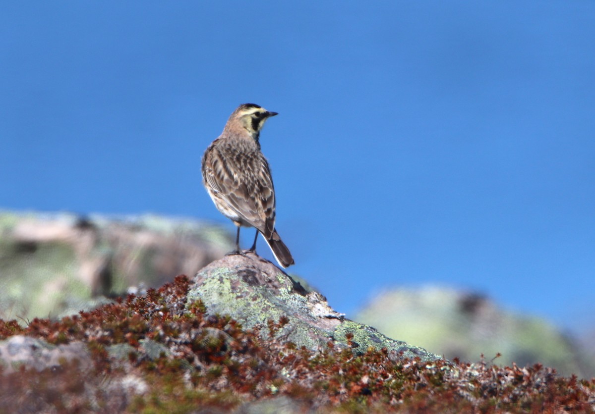 Horned Lark (Shore) - ML620524680