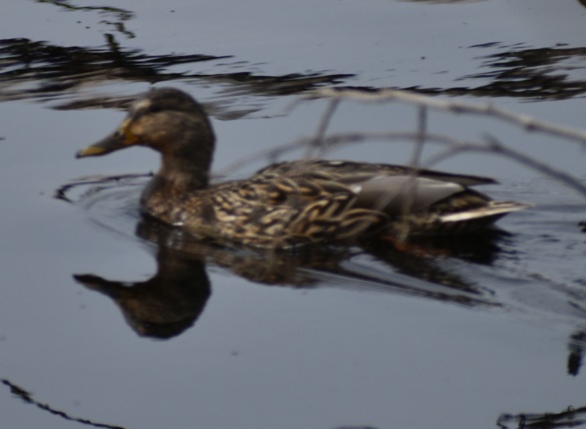 Canard colvert - ML620524683