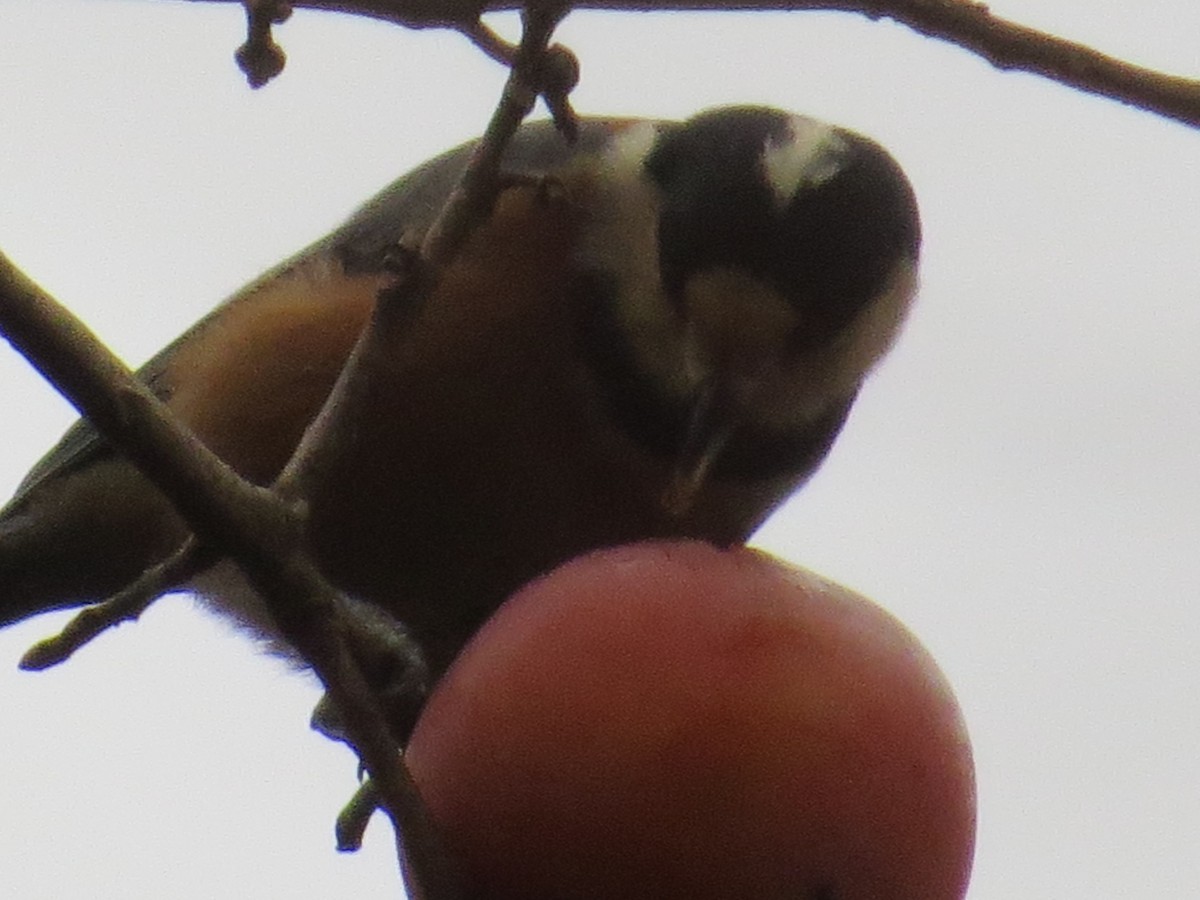 Varied Tit - ML620524684