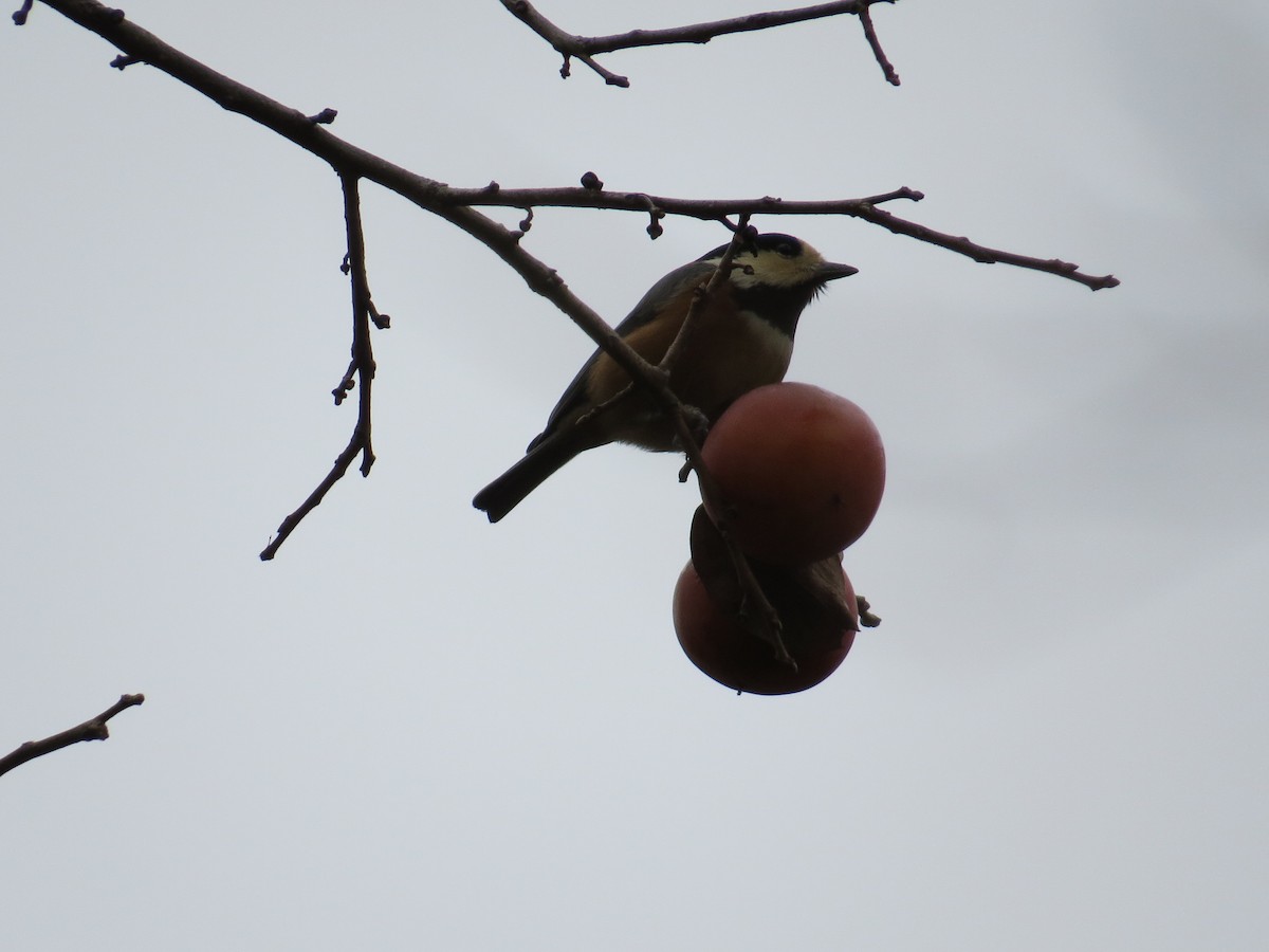 Varied Tit - Eric Haskell