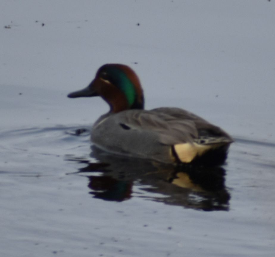Green-winged Teal - ML620524689