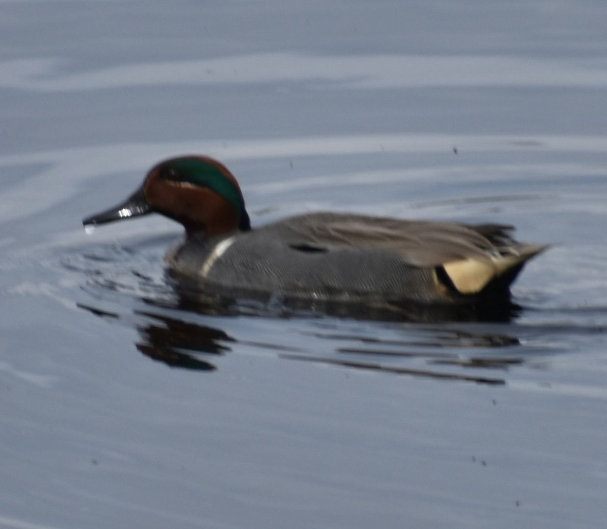 Green-winged Teal - ML620524690