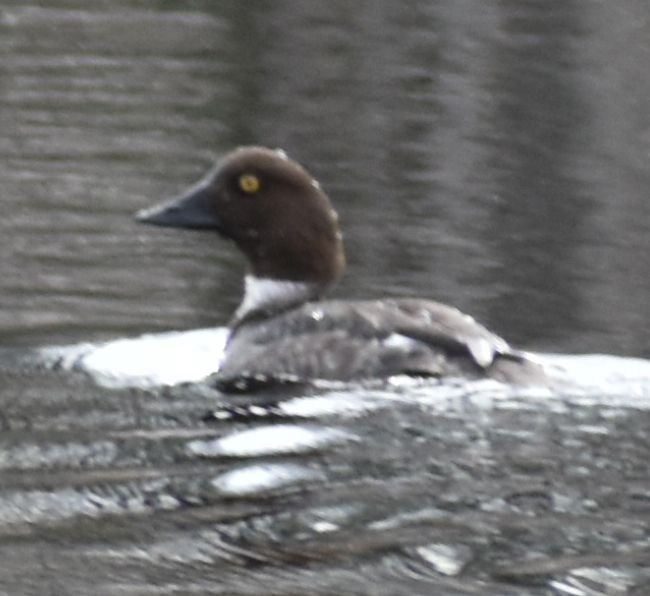 Common Goldeneye - ML620524691