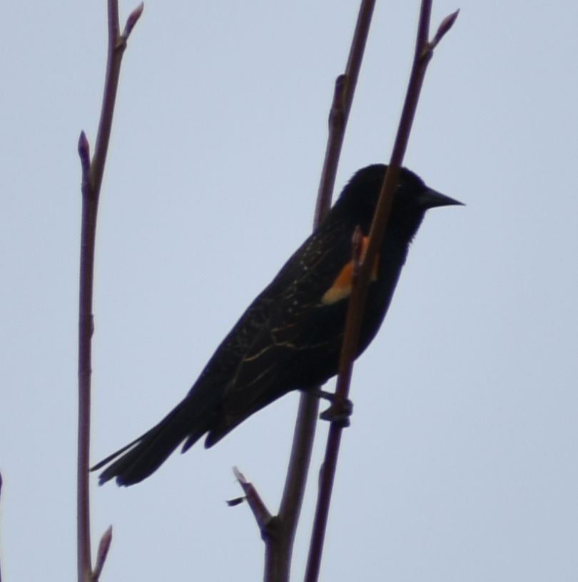 Red-winged Blackbird - ML620524696