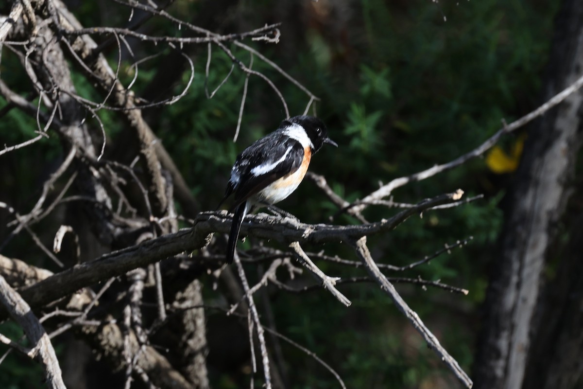 African Stonechat - ML620524697