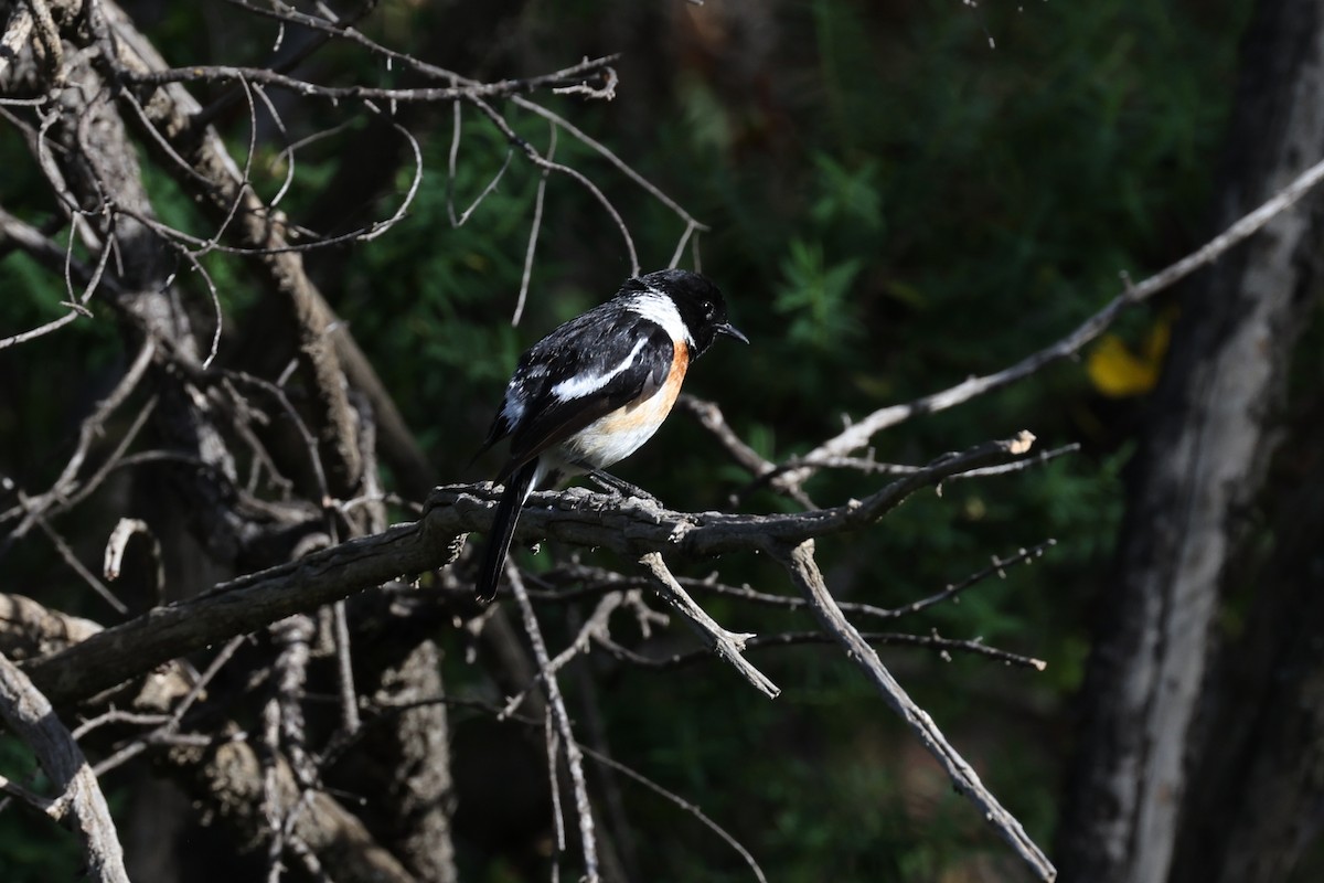 African Stonechat - ML620524698