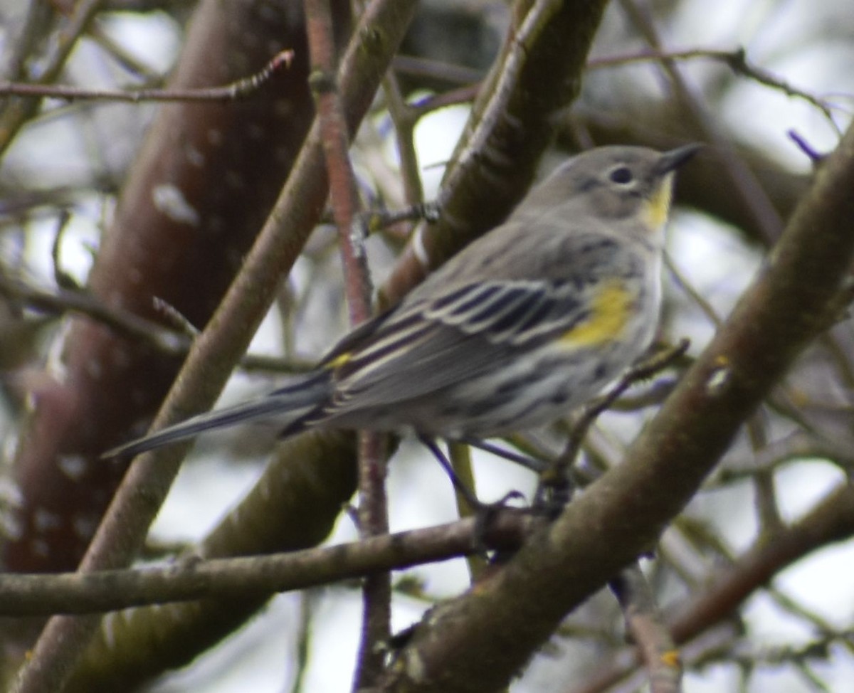 Yellow-rumped Warbler - ML620524699