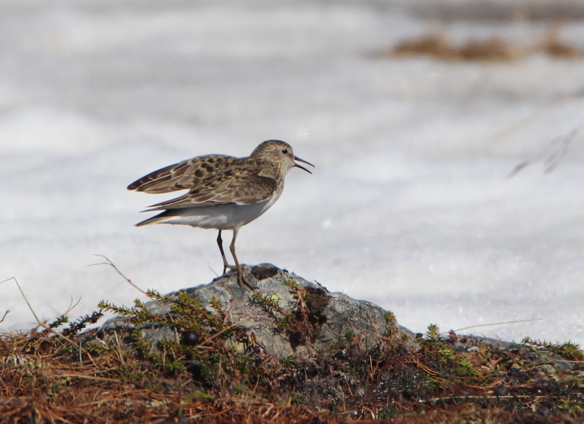 temmincksnipe - ML620524701