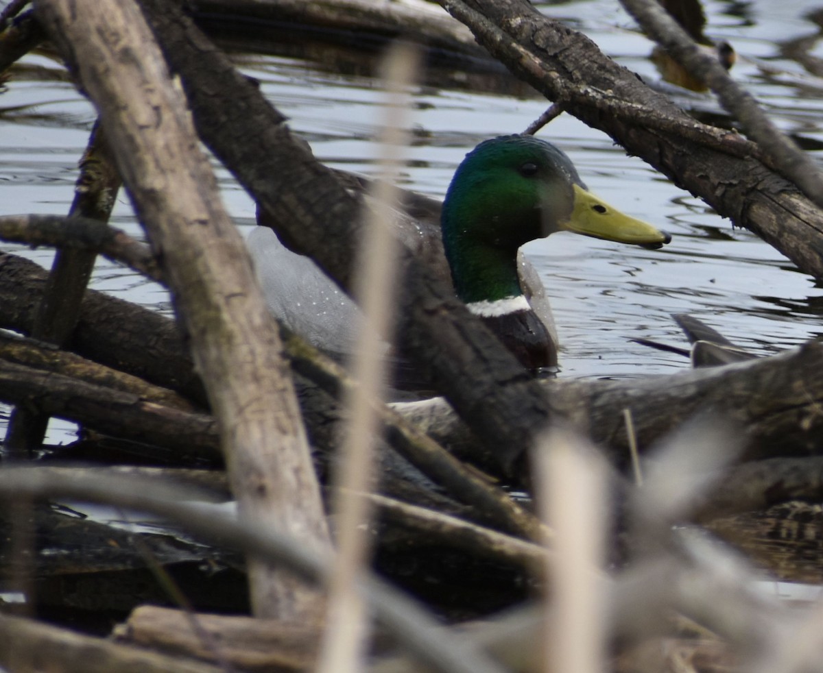 Canard colvert - ML620524703