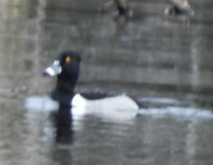 Ring-necked Duck - ML620524709