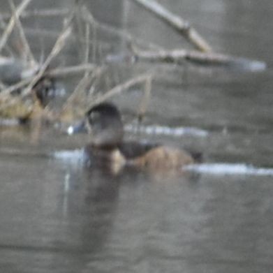 Ring-necked Duck - ML620524711